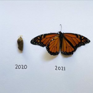 2021 Butterfly