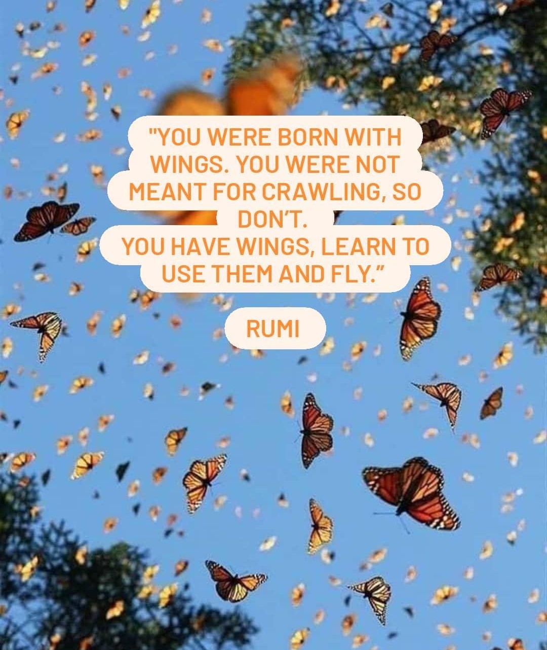 Fly